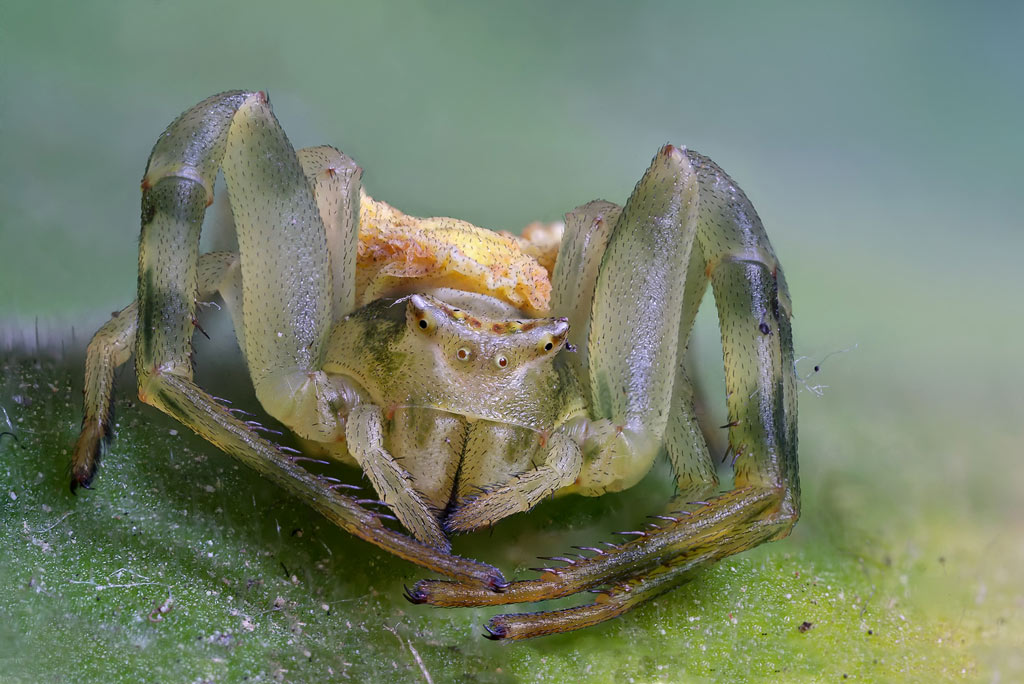 Thomisus onustus - Prato (PO)